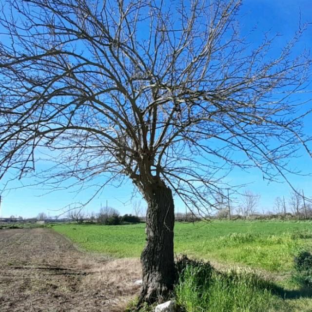 reggia di carditello