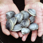 vongole