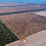 deforestazione El-chaco