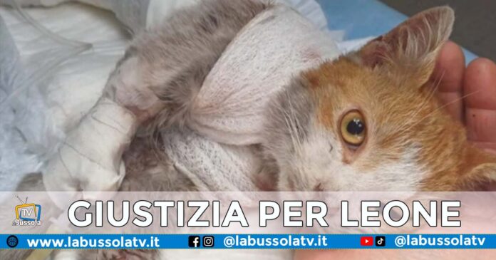 LEONE GATTO ANGRI