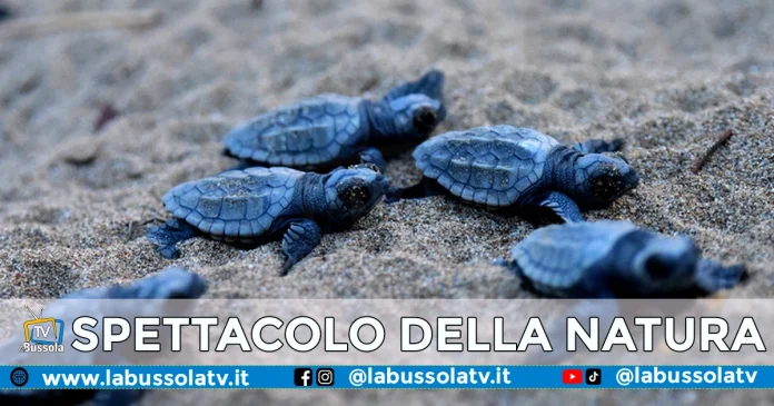 TARTARUGHE FORIO D'ISCHIA
