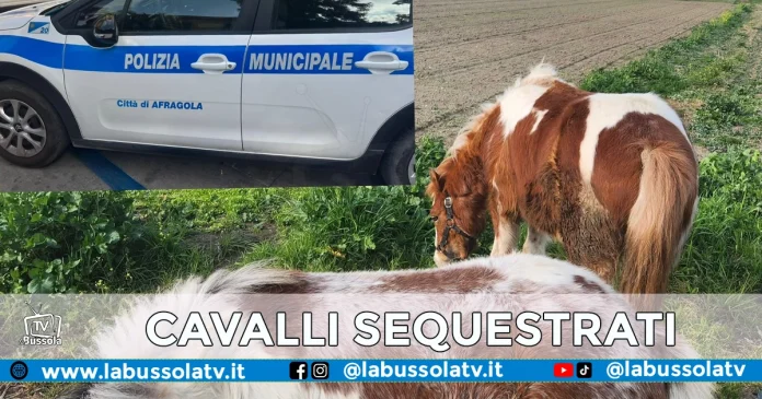 AFRAGOLA CAVALLI