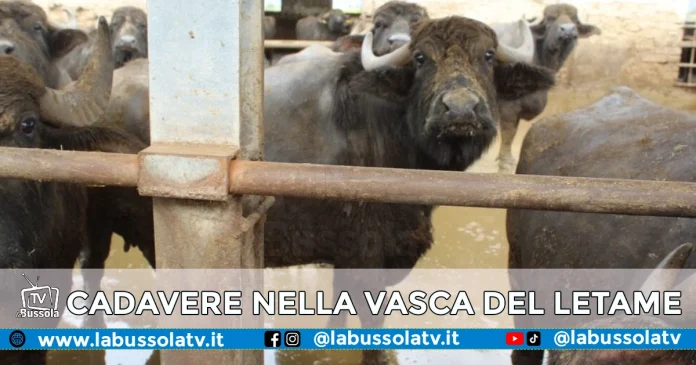 CADAVERE VASCA LETAME