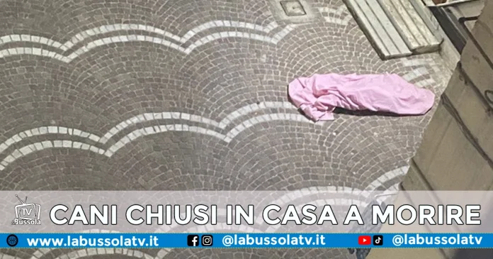 cane morto di stenti