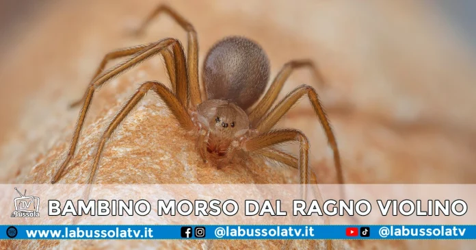 RAGNO VIOLINO CAIVANO