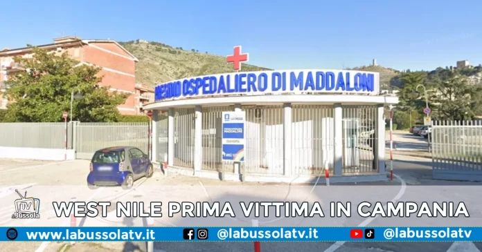 WEST NILE PRIMA VITTIMA CAMPANIA OSPEDALE MADDALONI