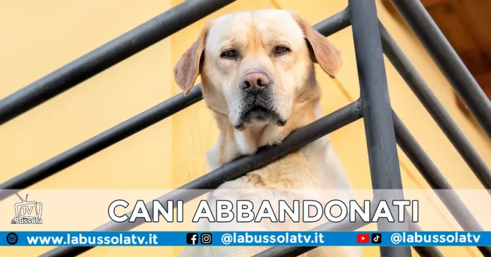 ABBANDONO CANI