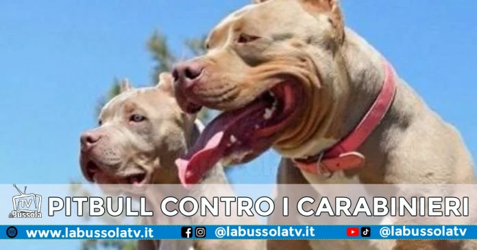 PITBULL CARABINIERI CASORIA