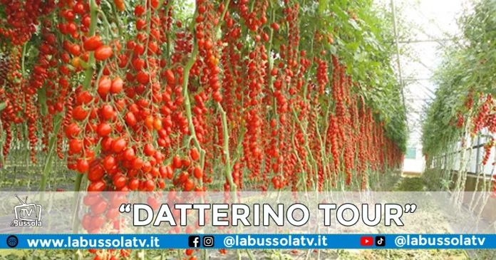 POMODORO DATTERINO