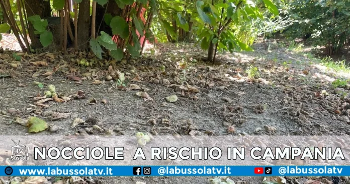 PRODUZIONE NOCCIOLE CAMPANIA
