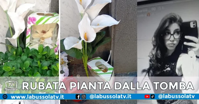 RUBATA PIANTA DALLA TOMBA DI MARTINA CARBONARO
