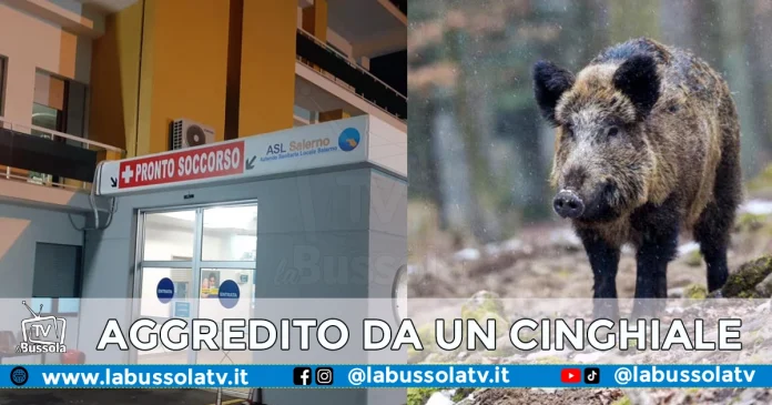 AGGREDITO DA UN CINGHIALE