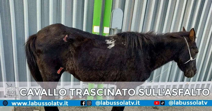 ARZANO CAVALLO