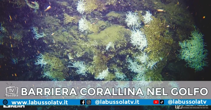 BARRIERA CORALLINA GOLFO DI NAPOLI