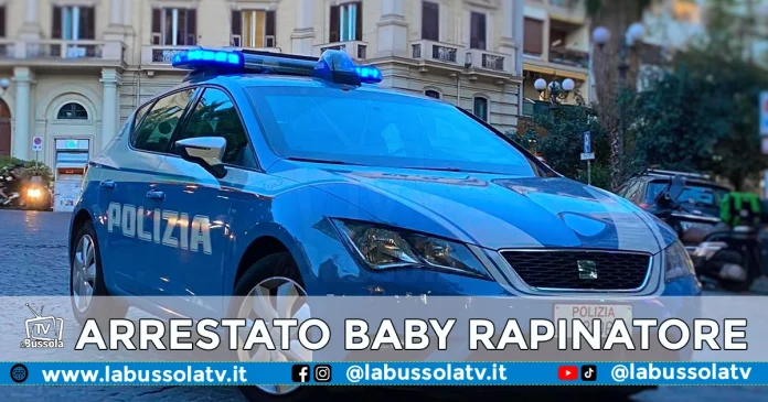 VOMERO RAPINATORE GEORGIANO