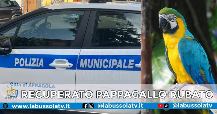 AFRAGOLA PAPPAGALLO RUBATO