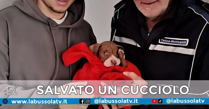 ARZANO CUCCIOLO PITBULL