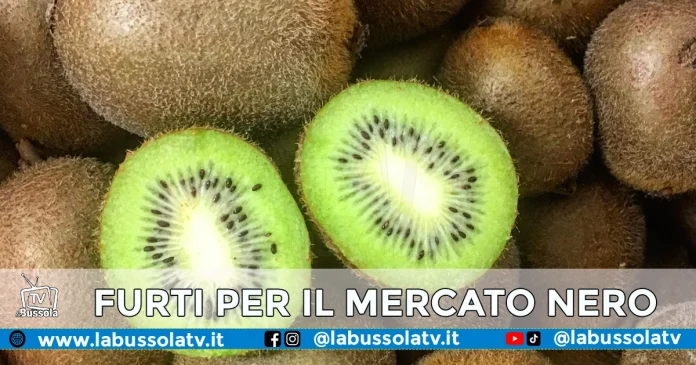 CASERTA FURTI FRUTTI E ORTAGGI MERCATO NERO