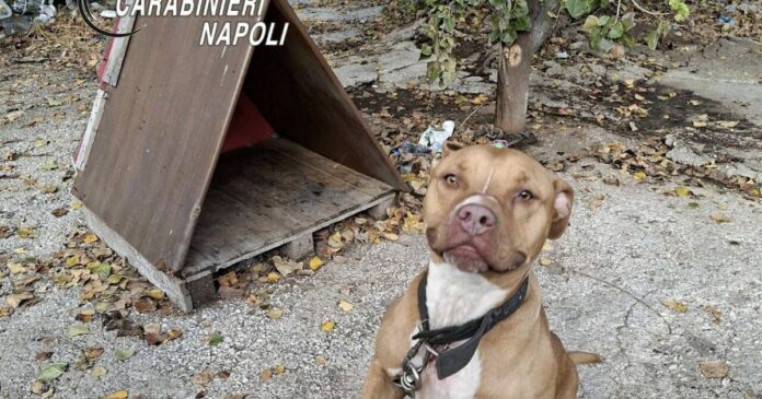 blitz al campo rom di poggioreale