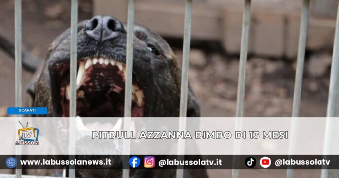Bimbo di 13 mesi azzannato dal pitbull di casa a Scafati, non è in pericolo di vita