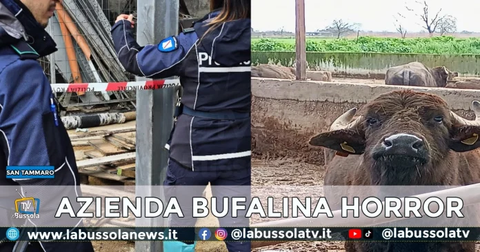 San Tammaro azienda bufalina