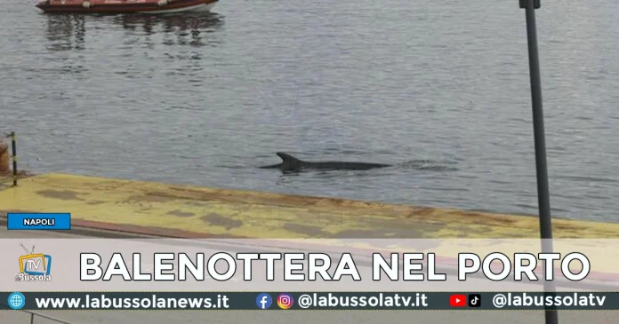 balenottera porto di napoli