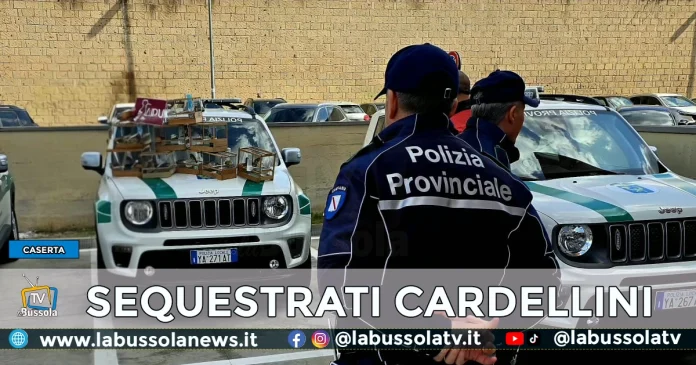 CASERTA SEQUESTRATI CARDELLINI