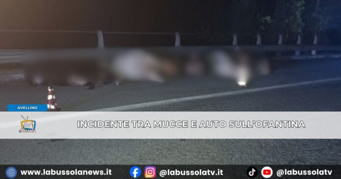 Avellino, Incidente tra veicoli e mucche in strada sull'Ofantina tre feriti e 7 bovini morti
