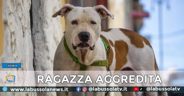 CASORIA RAGAZZA AGGREDITA PITBULL