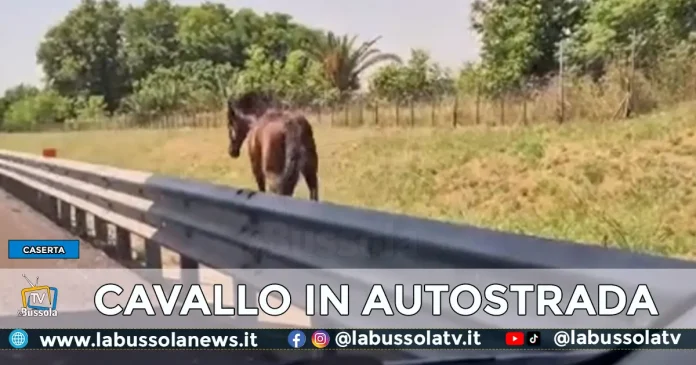 CAVALLO AUTOSTRADA A1
