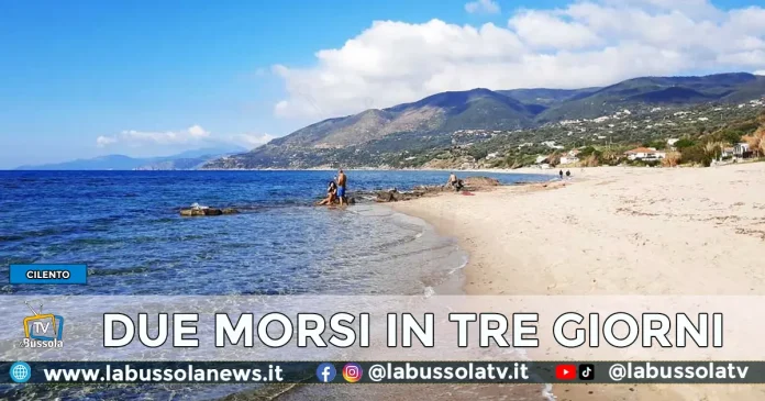 cilento bagnanti morsi a mare