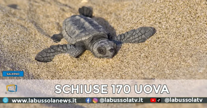 CARETTA CARETTA SALERNO