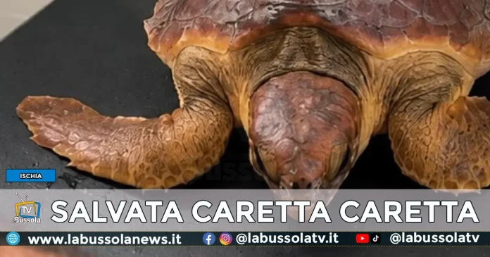 Caretta Caretta salvata tra Ischia e Procida