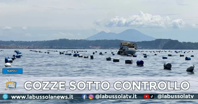 NAPOLI CONTROLLI ALLEVAMENTI COZZE