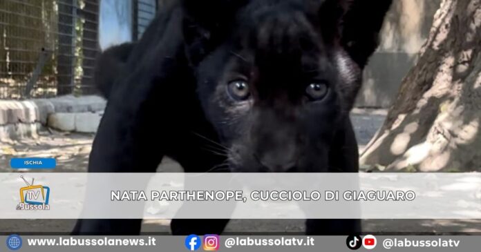 Record di nascite allo zoo di Napoli per 'colpa' del caldo, ecco Parthenope
