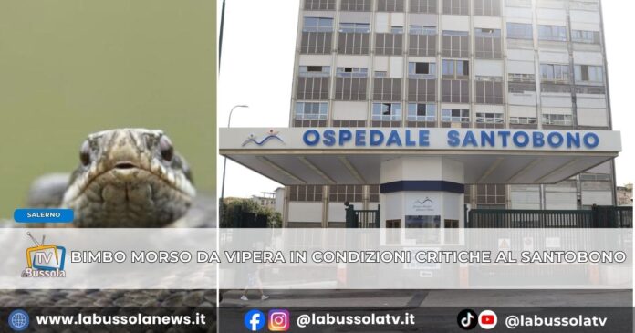 Bimbo di 5 anni morso da una vipera nel salernitano e trasferito al Santobono resta in condizioni critiche ma stabili